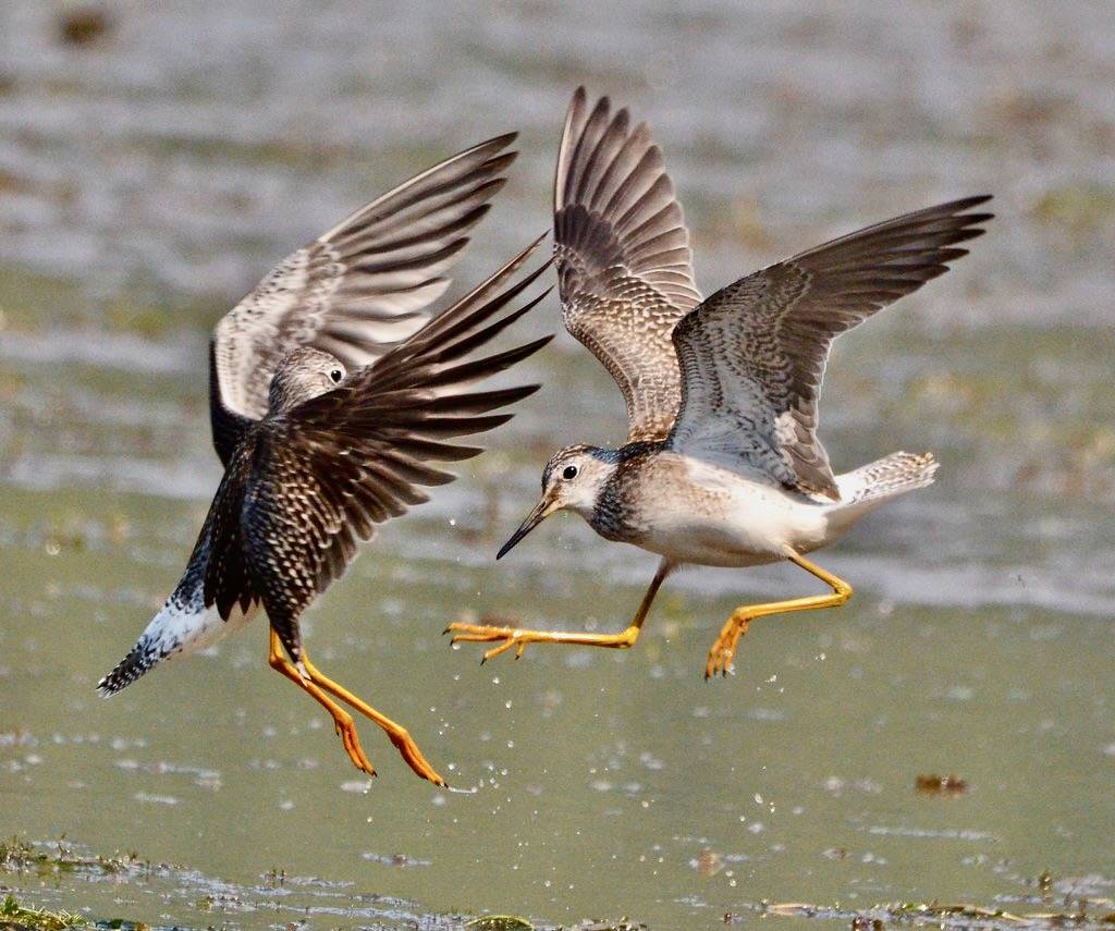 Call me a Lesser Yellowlegs, will ya?!! by corvidaceous is licensed under CC BY-NC-SA 2.0.